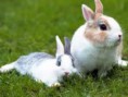 /album/fotogaleria/animales-domesticos-jpg-1-jpg/